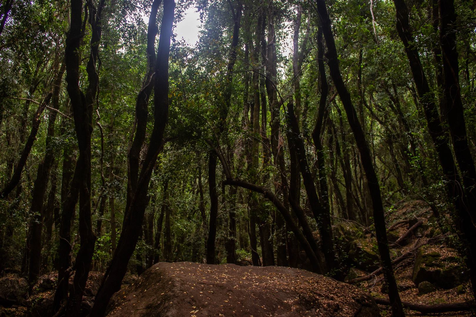 Bosque de Bellotos del Sur