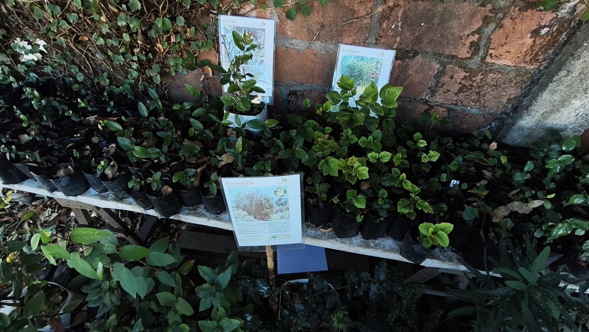 Venta de Árboles Nativos
